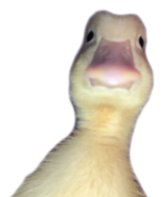 staring_duckling-s6s7t4yf-kz2aqyiw-iy88ivxg.png