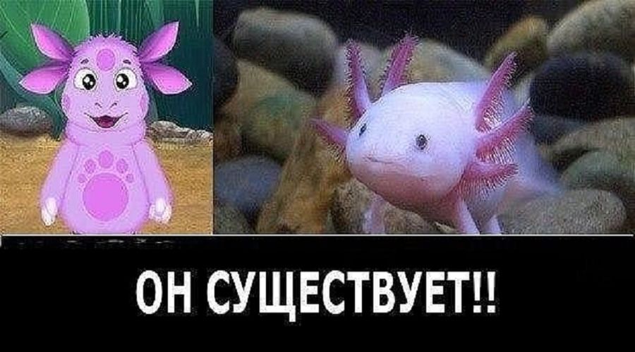 Существующий. Прототип Лунтика аксолотль. Аксолотль Лунтик. Лунтик это аксолотль или нет. Лунтик в реальной жизни.