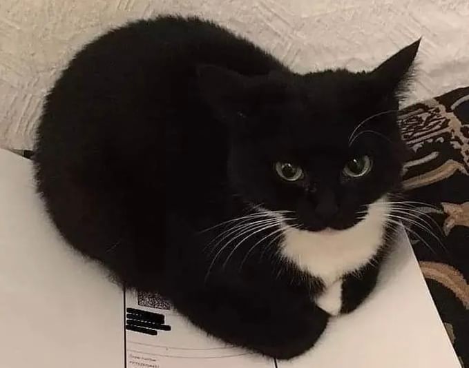 кот максвелл фото