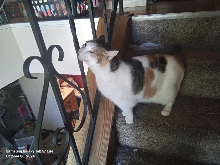 Game Jolt Share your creations