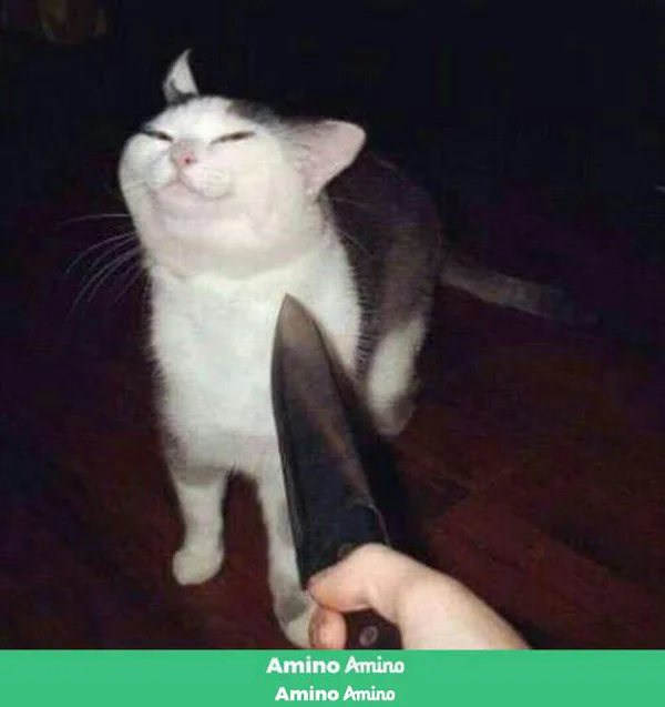 Cursed Cat Images