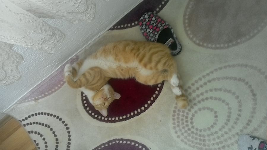 Game Jolt Share your creations