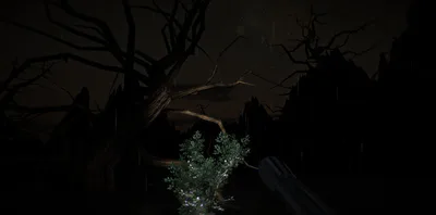 Exploring the forest