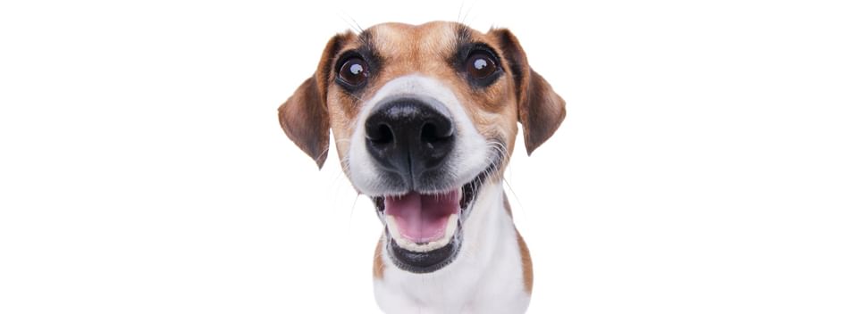 Funny Dog Png - Before We Go In Do I Look High, Transparent Png - 1232x1024 (#67